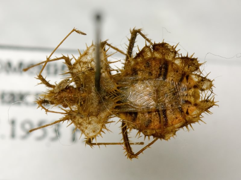 Phyllomorpha laciniata (Villers, 1789)